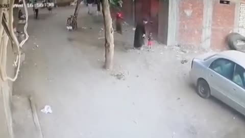 Super cat saves child from dog attack