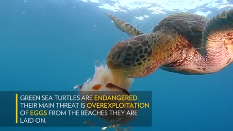 See a Sea Turtle Devour a Jellyfish Like Spaghetti _ National Geographic