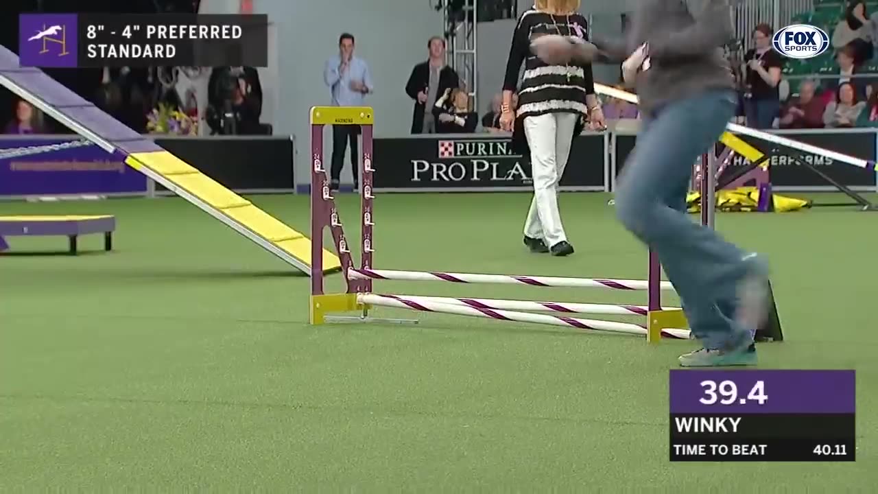 best WKC Dog Show moments to celebrate National Puppy Day