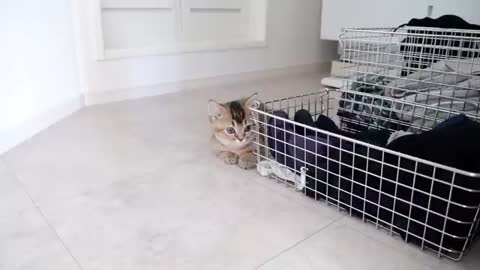 Kitten Kiki feels annoyed when mother cat is around, but feels lonely when she isn't...