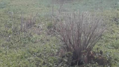 Ogród w listopadzie