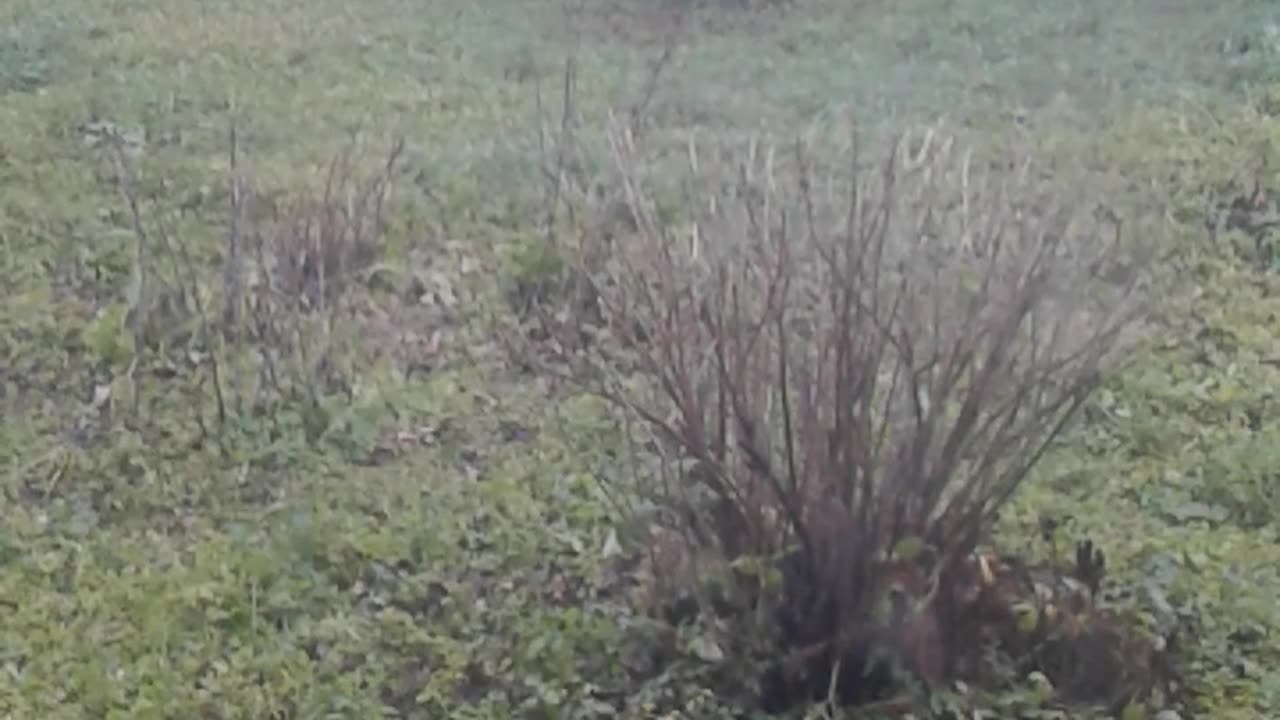Ogród w listopadzie