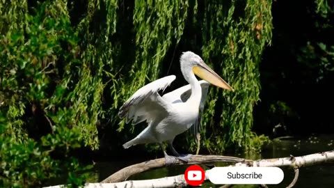 The Most beautiful & the Most Dangerous bird in
