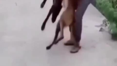 Dogs comdey