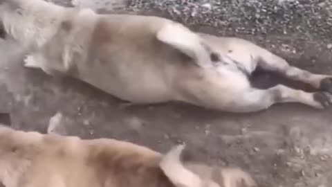 Funny animal videos part-2