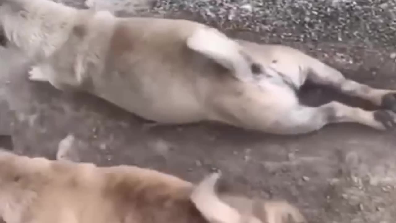 Funny animal videos part-2