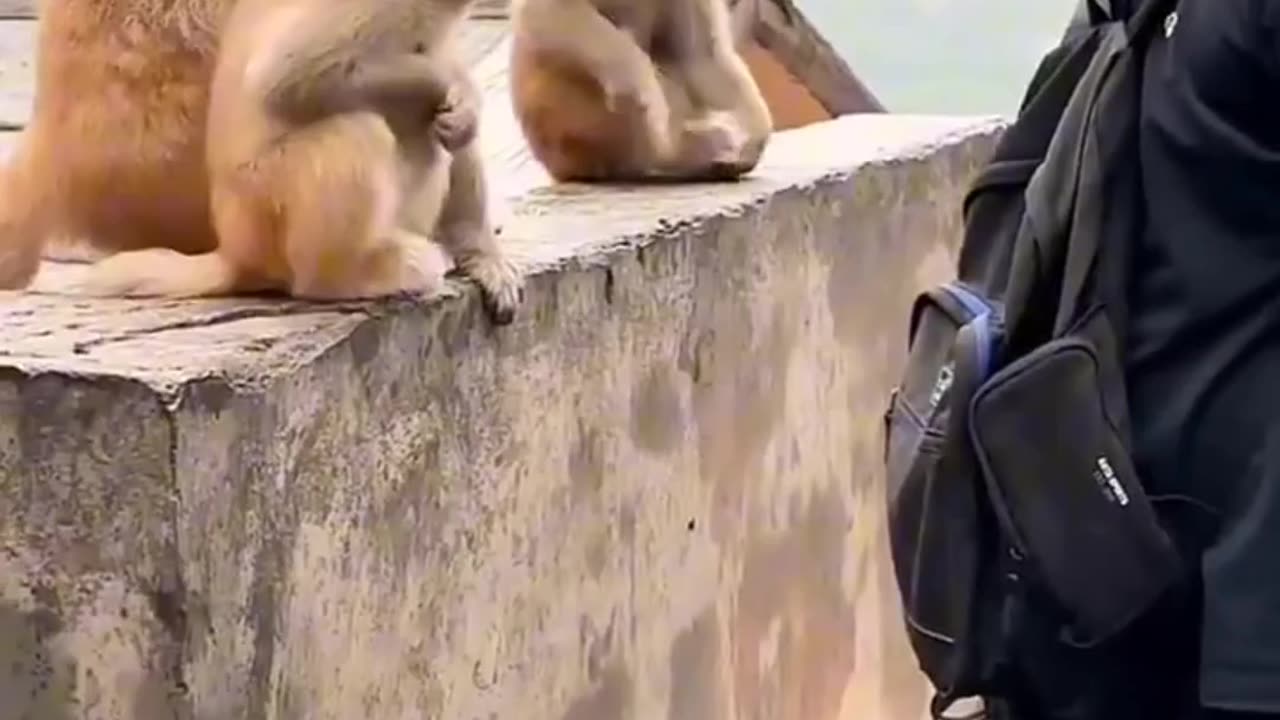 New monkey King 🤴 #viral #funny #trending