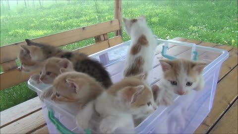 Kittens meowing (too much cuteness) - All talking at the same time!