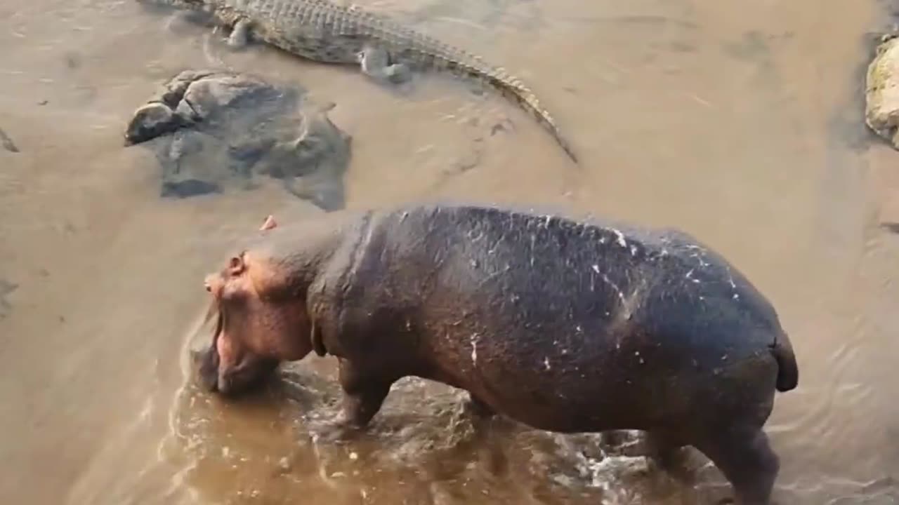 Hippo and Crocodile Walk Side by Side