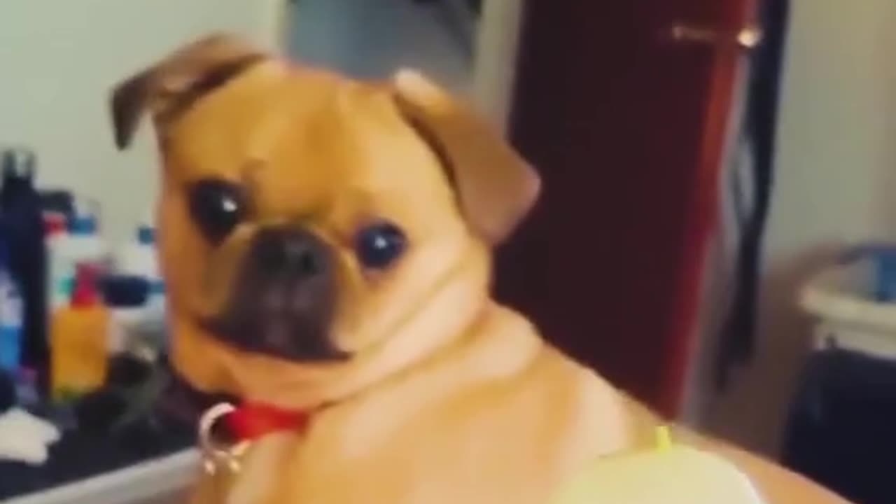 Funny animal videos that will make you laugh until you cry!