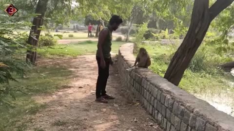 Monkey funny video