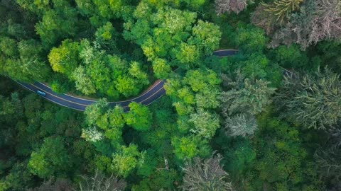 narrow path in the forest