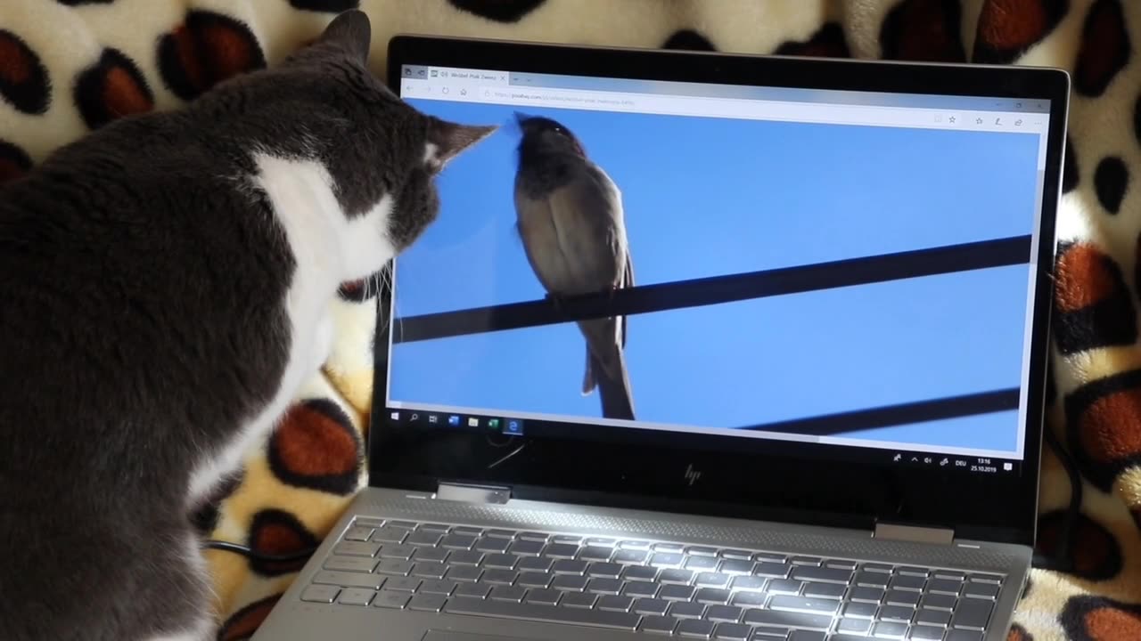 cat is surprised when she watch the bird/ funny