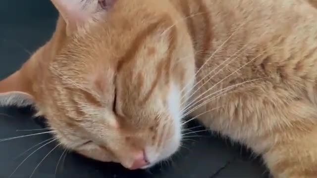 Cute Cats Sleeping