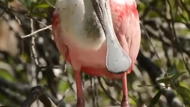 Funny cigogne