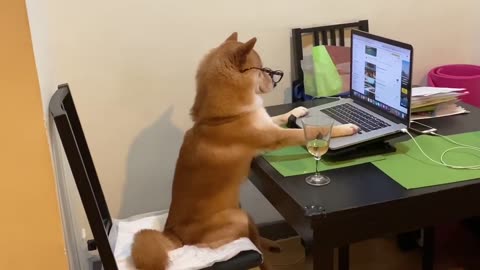 Nerdy Shiba Inu surfs the web on owner_s laptop