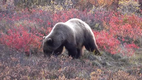 Grizzly Berry Picking