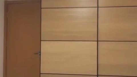 Look at this cat jumping