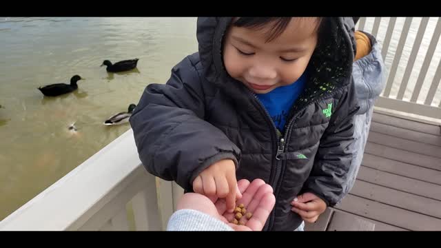 Bird-in-hand Fish Pond - Water's Edge