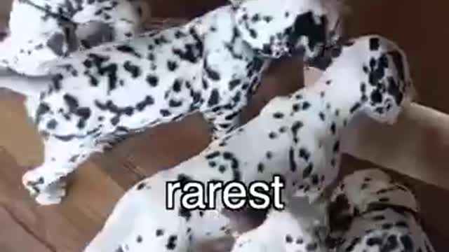I bought the world's rarest puppy