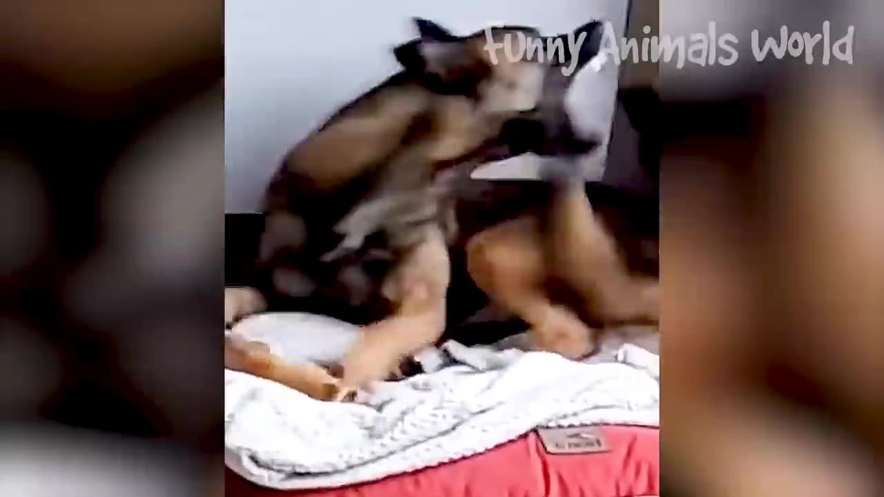 Funniest Cats and Dogs Funny Animals reactions 2023