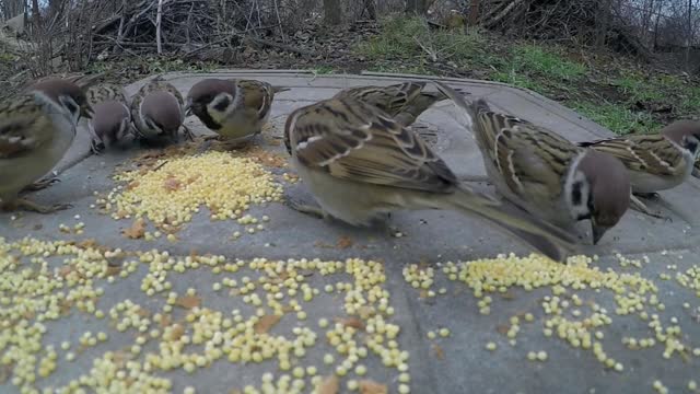 Birds eat Birds eat ...