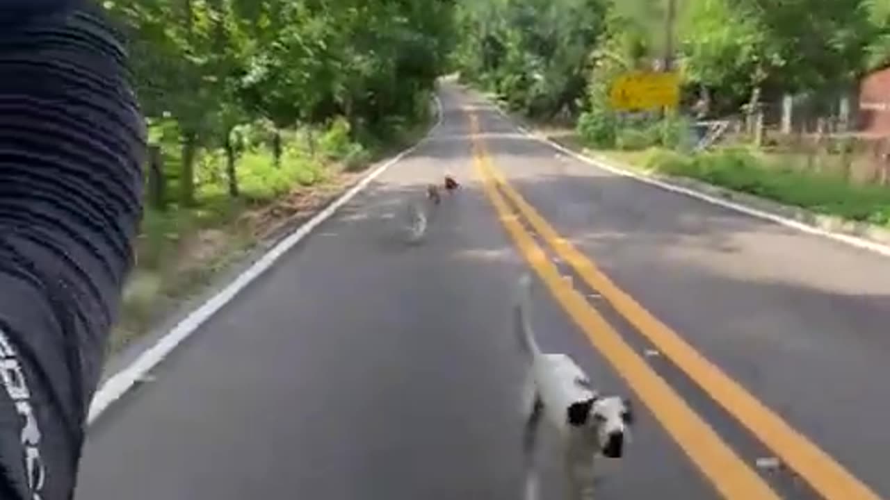 Dogs Run With Cyclist