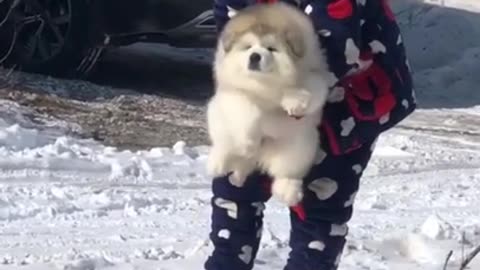 Cute Baby Animals