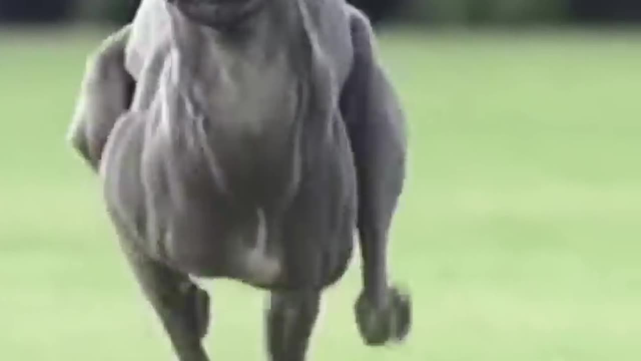 FASTEST DOG EVER