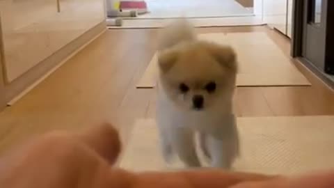 Cute Dog Running