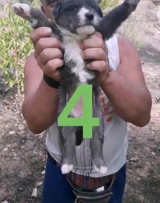 Pasó meses en la calle luchando por sus 9 bebés, hasta que fue rescatada de un acantilado