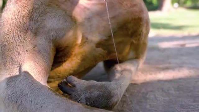 A cute little gangy kangaroo