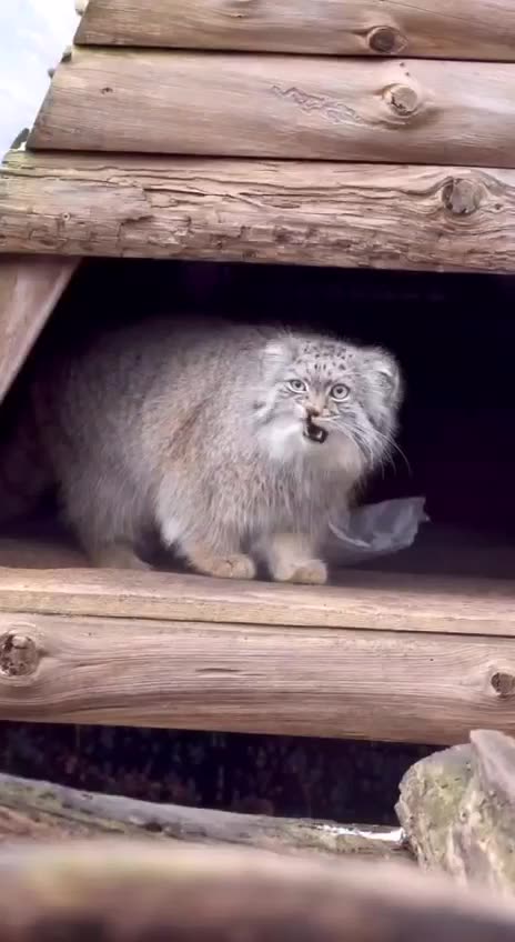 Pallas cat is back 😍😍😍