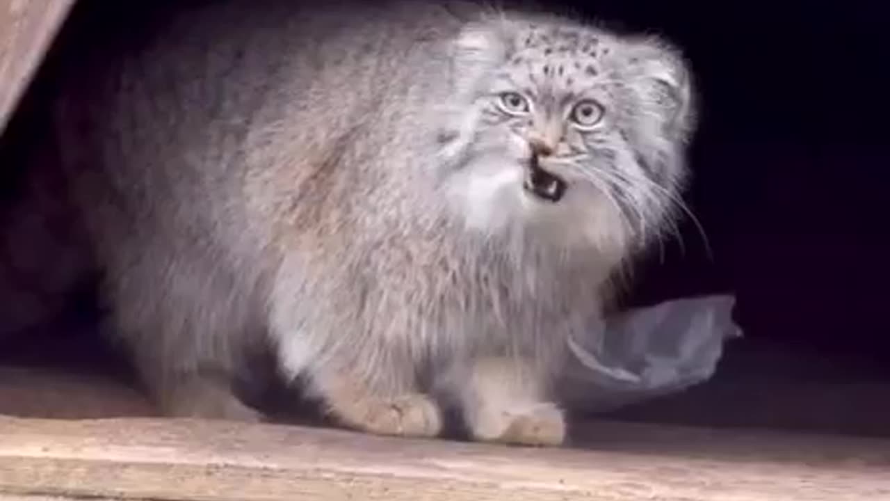 Pallas cat is back 😍😍😍