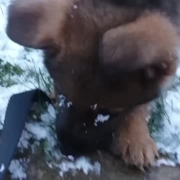 Virgil german shepherd earliest videos!