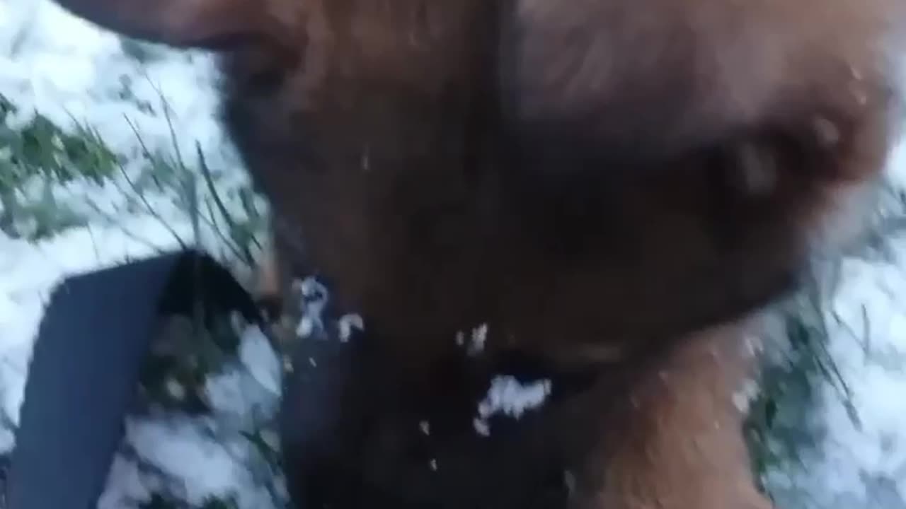 Virgil german shepherd earliest videos!