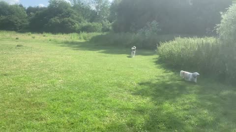 Out in the summer with the dog - Husky copes in the heat no problems at all!