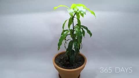 Mango tree plantation’s time-lapse of 365 days (1 year time_lapse)