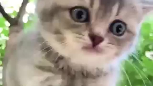 Cats vedio😻😻