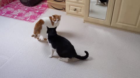 Cat Wiggles Butt Before Pounce Attack