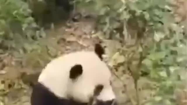 funny panda