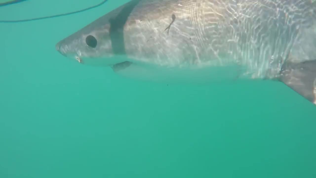 Great White Shark Encounter up-close