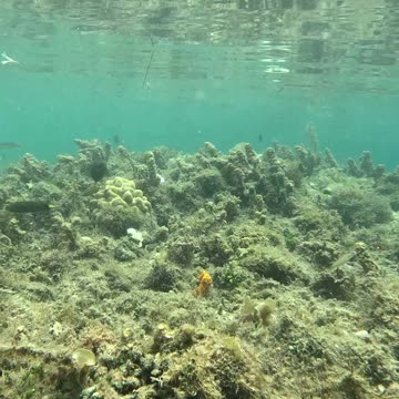 Snorkeling in the Morning