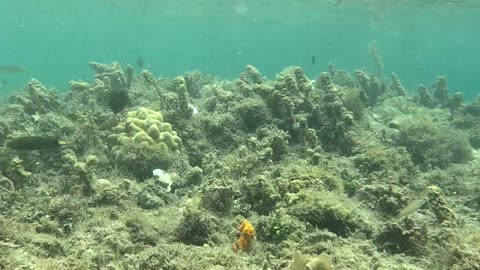 Snorkeling in the Morning