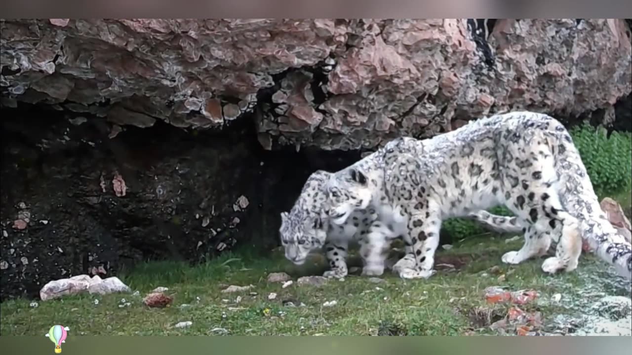 Six snow leopards found in Nyirong County, Xizang were recorded