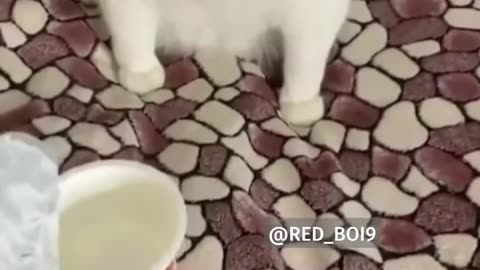 White Cat throwing up meme _ Red Boi _shorts _memes(720P_60FPS)