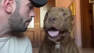 Pitbull Grabs Shoes for Owner