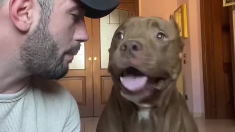 Pitbull Grabs Shoes for Owner