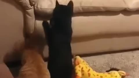 Dog And Cats Fight