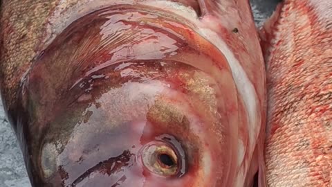 Amazing! Big Bridget Fish Nice Video l Red Color Bridget Fish Cute Video#shorts